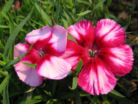  Dianthus Chinensis Extract 
